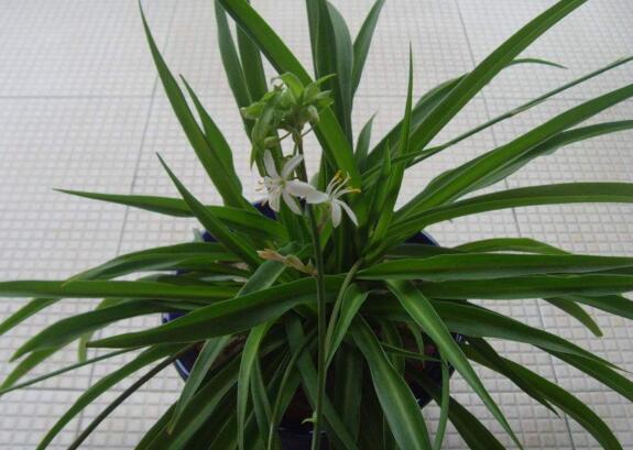 吊兰叶尖干枯了剪掉吗,可以修剪/避免叶尖枯黄扩散