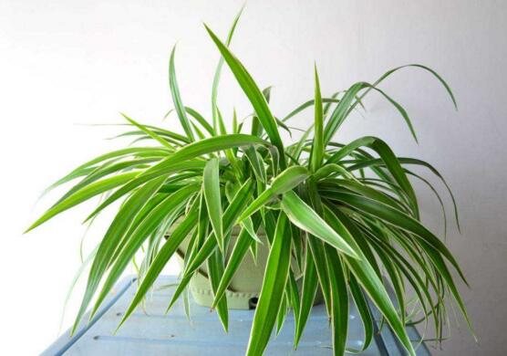 吊兰叶尖干枯了剪掉吗,可以修剪/避免叶尖枯黄扩散