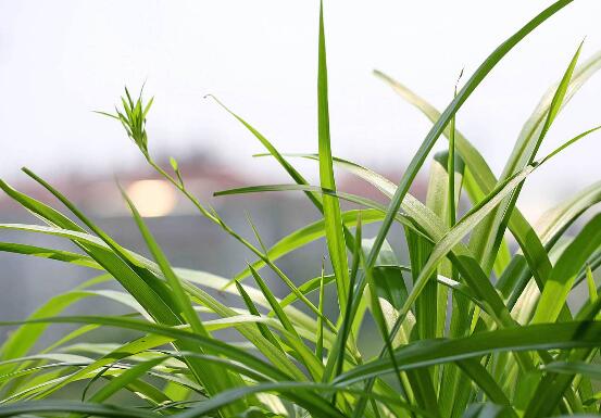 吊兰叶尖干枯了剪掉吗,可以修剪/避免叶尖枯黄扩散