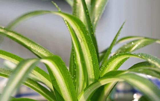 金心吊兰为何不好养，叶子脆弱容易折断/养护较费力