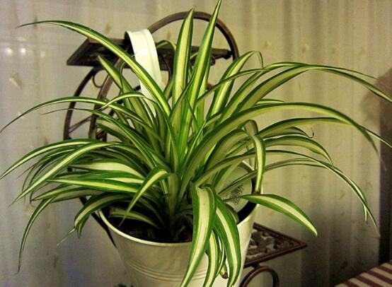 金心吊兰为何不好养，叶子脆弱容易折断/养护较费力