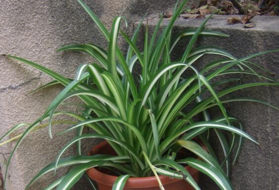 金心吊兰为何不好养，叶子脆弱容易折断/养护较费力