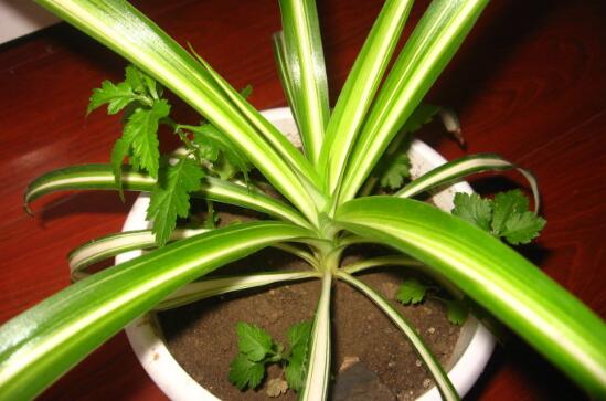 金心吊兰为何不好养，叶子脆弱容易折断/养护较费力