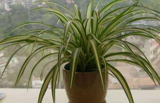 金心吊兰为何不好养，叶子脆弱容易折断/养护较费力