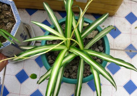 金心吊兰为何不好养，叶子脆弱容易折断/养护较费力