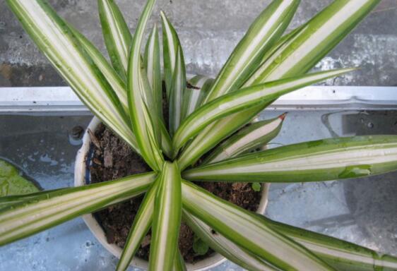 金心吊兰为何不好养，叶子脆弱容易折断/养护较费力