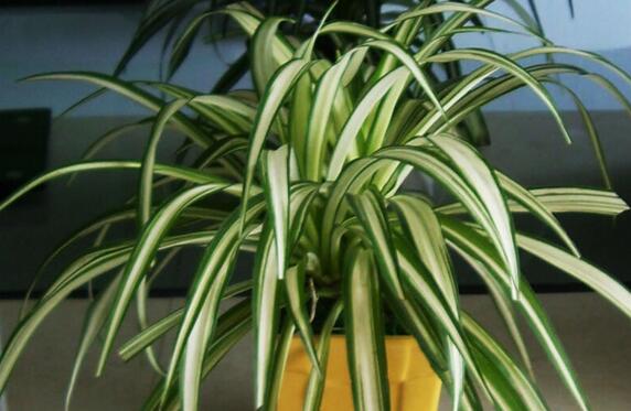 金心吊兰为何不好养，叶子脆弱容易折断/养护较费力