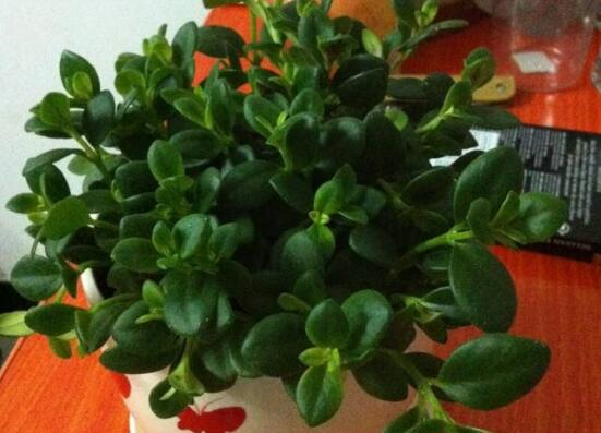 金鱼吊兰花苞干掉枯萎如何办，6个办法让植株长满小鱼