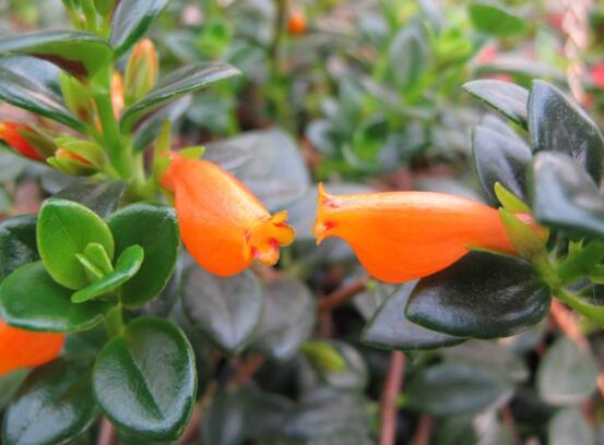 金鱼吊兰花苞干掉枯萎如何办，6个办法让植株长满小鱼
