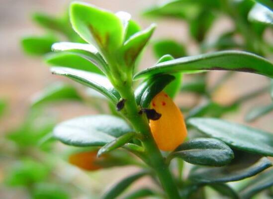 金鱼吊兰花苞干掉枯萎如何办，6个办法让植株长满小鱼