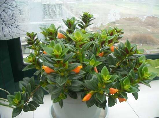 金鱼吊兰花苞干掉枯萎如何办，6个办法让植株长满小鱼