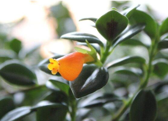 金鱼吊兰花苞干掉枯萎如何办，6个办法让植株长满小鱼