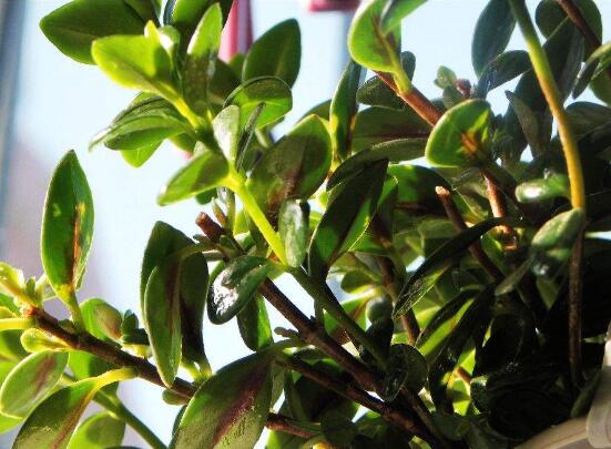 金鱼吊兰花苞干掉枯萎如何办，6个办法让植株长满小鱼