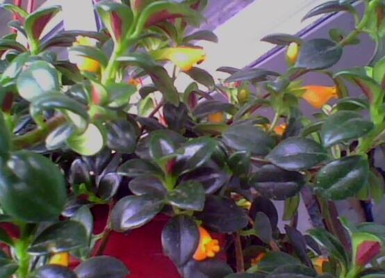 金鱼吊兰花苞干掉枯萎如何办，6个办法让植株长满小鱼