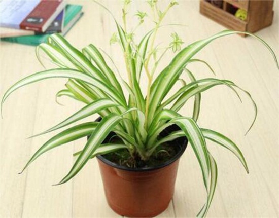 金心吊兰如何养才旺,掌握4个要点养出旺盛金心吊兰