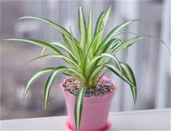 金心吊兰如何养才旺,掌握4个要点养出旺盛金心吊兰