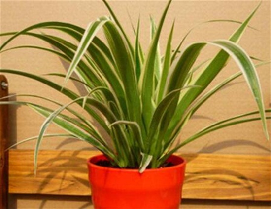 金心吊兰如何养才旺,掌握4个要点养出旺盛金心吊兰