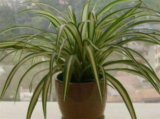 金心吊兰如何养才旺,掌握4个要点养出旺盛金心吊兰