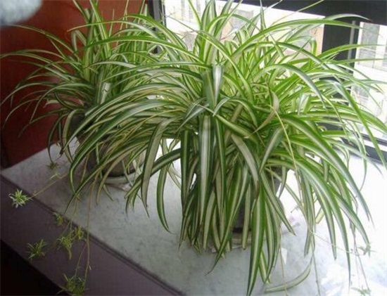 金心吊兰如何养才旺,掌握4个要点养出旺盛金心吊兰