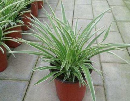 金心吊兰如何养才旺,掌握4个要点养出旺盛金心吊兰