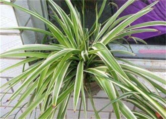 金心吊兰如何养才旺,掌握4个要点养出旺盛金心吊兰