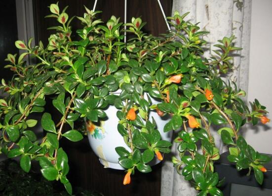 金鱼吊兰徒长如何办，打顶摘叶促发育/补光控肥防徒长