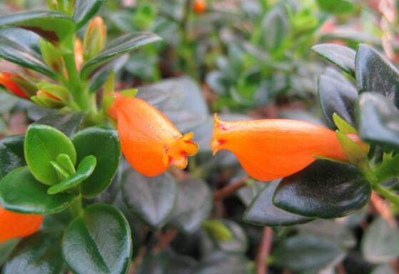 金鱼吊兰徒长如何办，打顶摘叶促发育/补光控肥防徒长