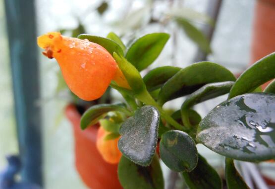 金鱼吊兰徒长如何办，打顶摘叶促发育/补光控肥防徒长