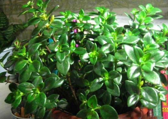 金鱼吊兰徒长如何办，打顶摘叶促发育/补光控肥防徒长