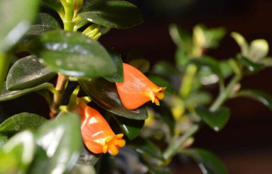 金鱼吊兰徒长如何办，打顶摘叶促发育/补光控肥防徒长