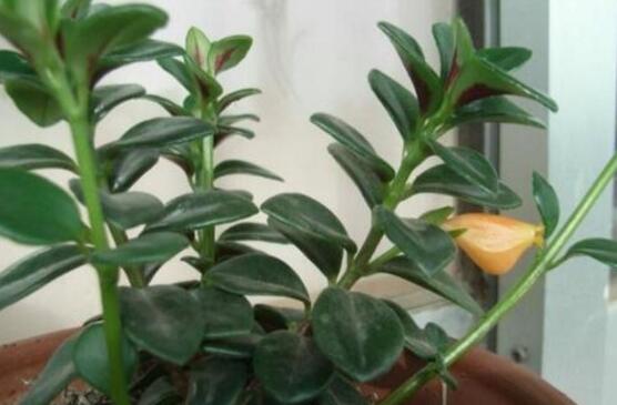 金鱼吊兰徒长如何办，打顶摘叶促发育/补光控肥防徒长