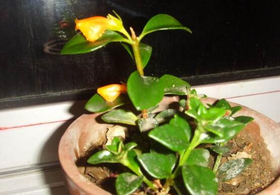 金鱼吊兰徒长如何办，打顶摘叶促发育/补光控肥防徒长