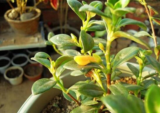 金鱼吊兰徒长如何办，打顶摘叶促发育/补光控肥防徒长