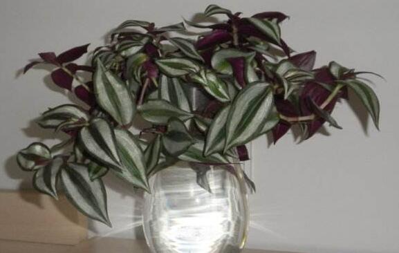 开花的吊兰有哪些种类，盘点九大开花的吊兰种类