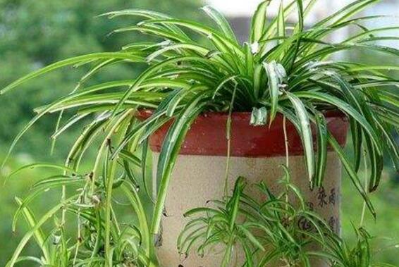 开花的吊兰有哪些种类，盘点九大开花的吊兰种类