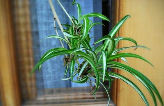 开花的吊兰有哪些种类，盘点九大开花的吊兰种类