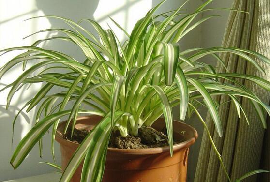 开花的吊兰有哪些种类，盘点九大开花的吊兰种类