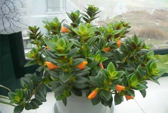 开花的吊兰有哪些种类，盘点九大开花的吊兰种类