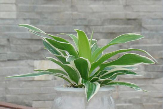 开花的吊兰有哪些种类，盘点九大开花的吊兰种类