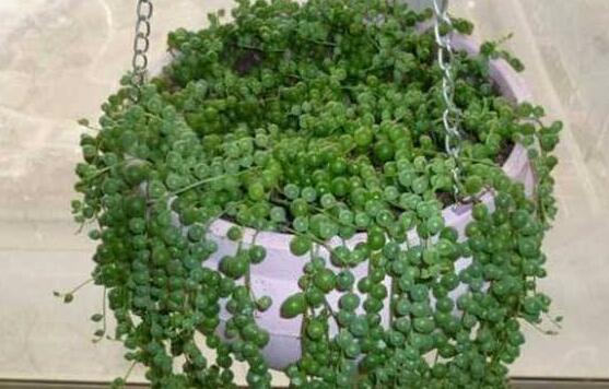 开花的吊兰有哪些种类，盘点九大开花的吊兰种类