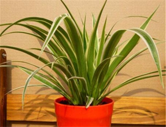 吊兰的种类，盘点16种不同种类的吊兰