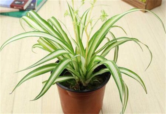 吊兰的种类，盘点16种不同种类的吊兰