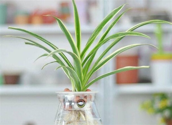 吊兰的种类，盘点16种不同种类的吊兰