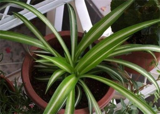 吊兰的种类，盘点16种不同种类的吊兰