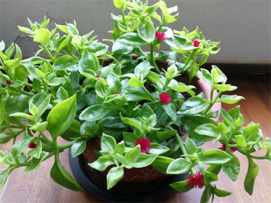 吊兰的种类，盘点16种不同种类的吊兰