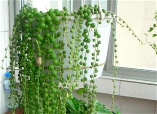 吊兰的种类，盘点16种不同种类的吊兰