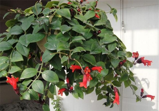 吊兰的种类，盘点16种不同种类的吊兰