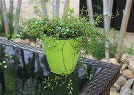 吊兰的种类，盘点16种不同种类的吊兰