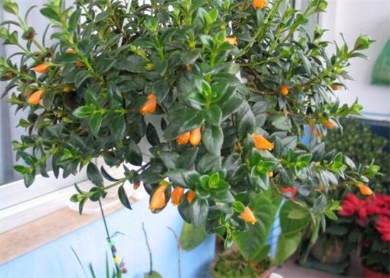 吊兰的种类，盘点16种不同种类的吊兰