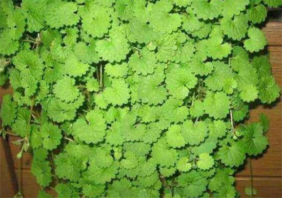 吊兰的种类，盘点16种不同种类的吊兰